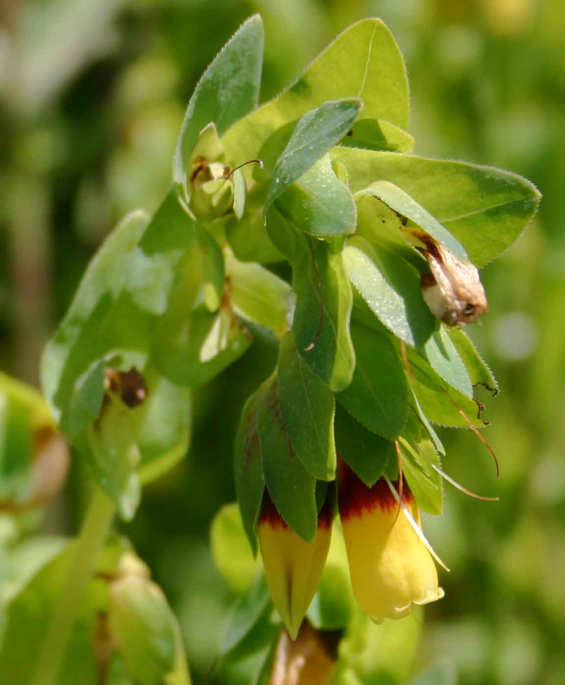 Cerinthe major